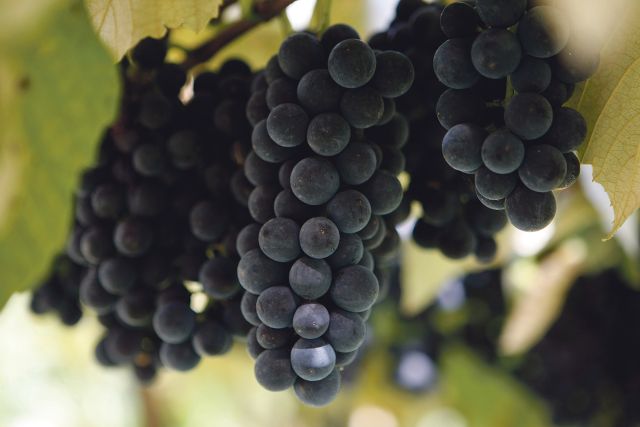 Uva sem beneficiamento rende R$14 mil por hectare, mas com suco, vinho e geleia, esse valor se multiplica na região de Palmeira. | Henry Milleo / Gazeta Do Povo