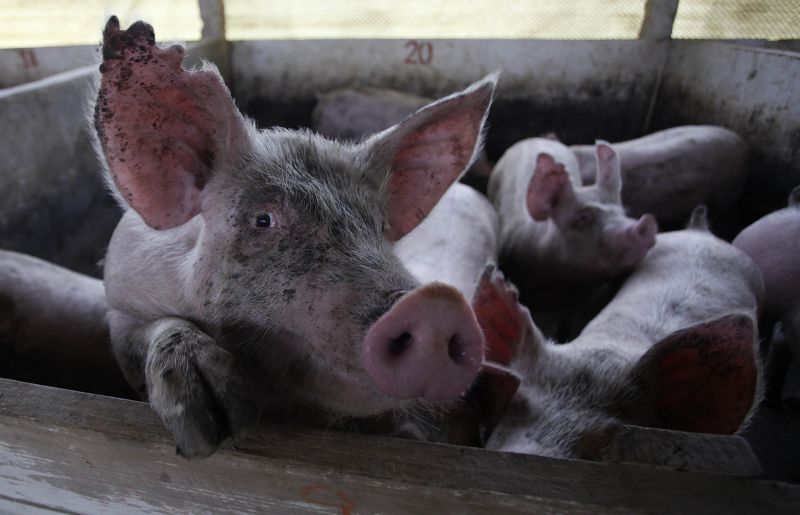 Suínos em Teixeira Soares, no Paraná: importações continuam restritas | Jonathan Campos/ Gazeta do Povo