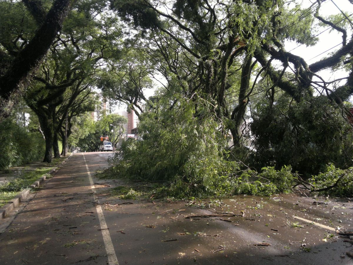 Rua Marcelino Champagnat, nas Mercês, está bloqueada, também por um pedaço da árvore | Fernanda Trisotto / Gazeta do Povo