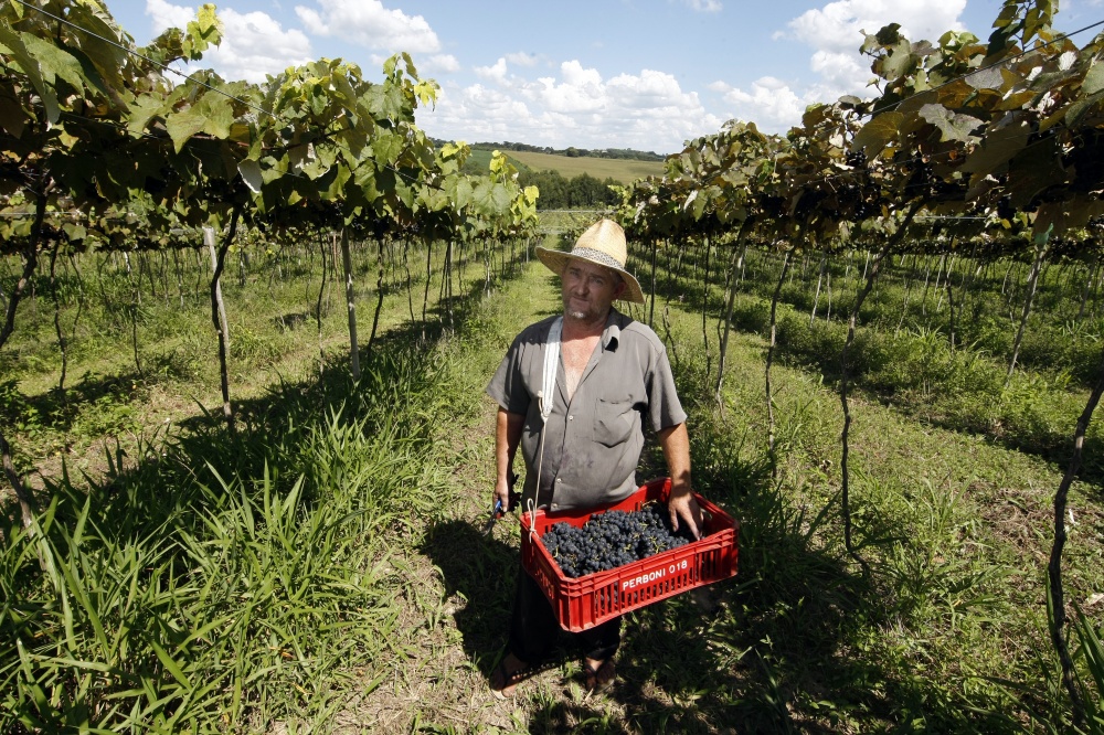 Altair Rupel, de Palmeira, nos Campos Gerais, optou em vender a uva para pequenos produtores de vinho da regiãom além de produzir seu próprio suco da fruta | Henry Milla©o/ Gazeta Do Povo