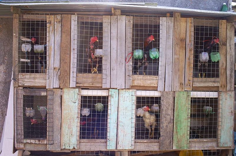  | Polícia Civil/Divulgação