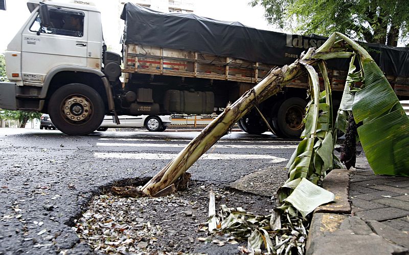 De forma inusitada, moradores de Foz protestaram colocando bananeiras em buracos nas ruas da cidade | Christian Rizzi/Gazeta do Povo