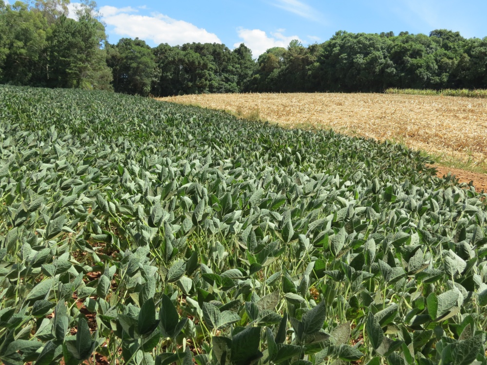 | Foto: Josa© Rocher/gazeta Do Povo