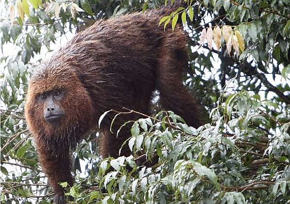 | Henry Milleo/ Gazeta do Povo