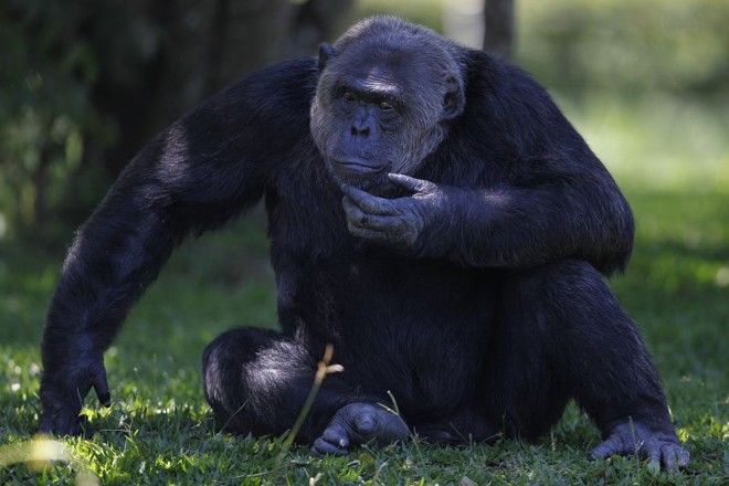 Chimpanzé faz pose sempre que sai para brincar: deleite para quem leva a máquina fotográfica | 