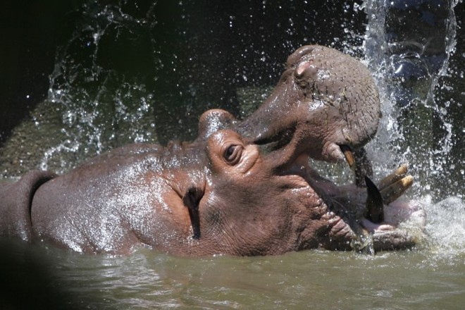 Na água ou fora dela, hipopótamos dão um show | 