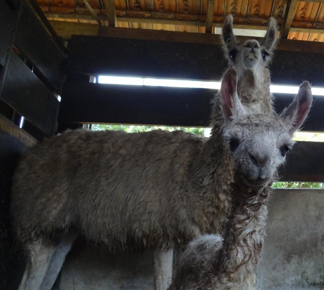 Ralph foi o nome mais votado na enquente; em segundo ficou Tommy e em terceiro Clodovil. |