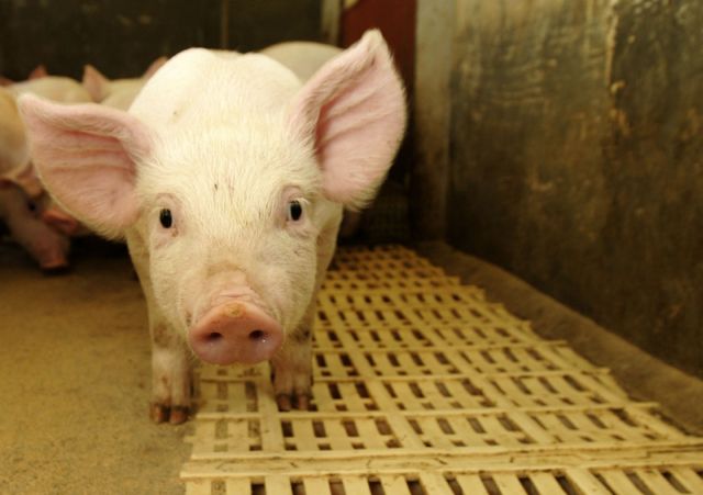 País não aceita a chamada regionalização, ou seja, apresentação de certificados sanitários de uma região apenas |