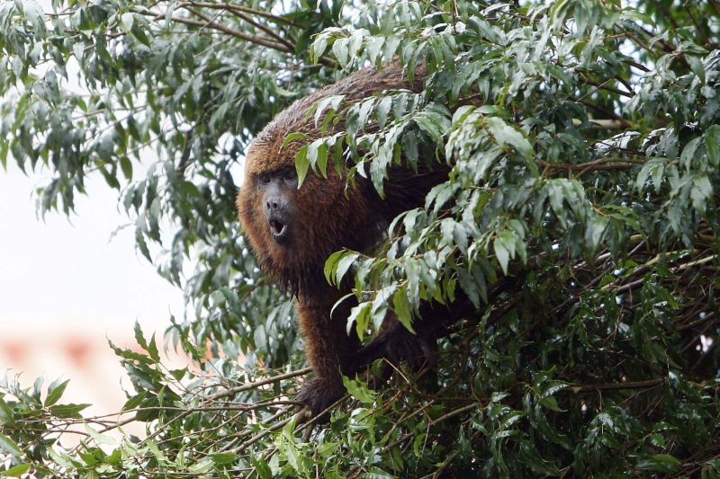 No início do mês, um bugio surgiu no quintal de uma casa no Uberaba: animal foi resgatado | Henry Milleo/ Gazeta do Povo