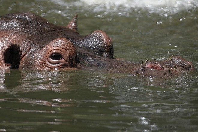 Na água ou fora dela, hipopótamos dão um show | 