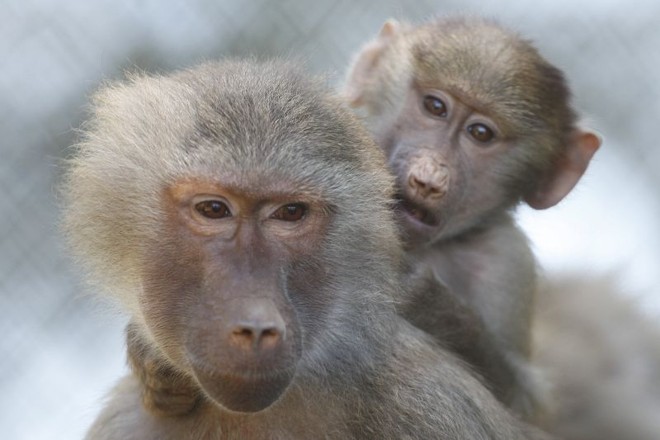 Atenções se voltaram à família de babuínos após a chegada de novos integrantes | 