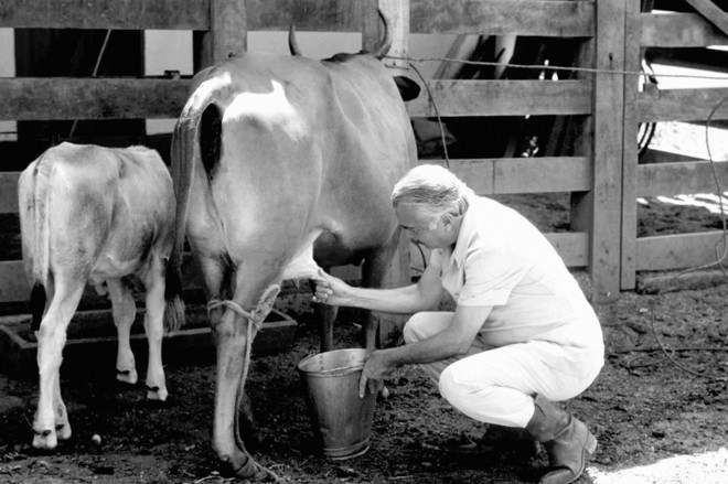 José Sarney ordenha uma vaca leiteira |