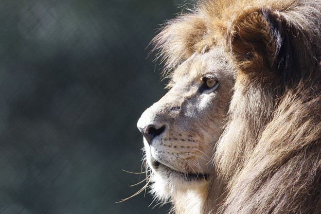 Mesmo com sono, o leão mostra porque é considerado o rei da selva | 
