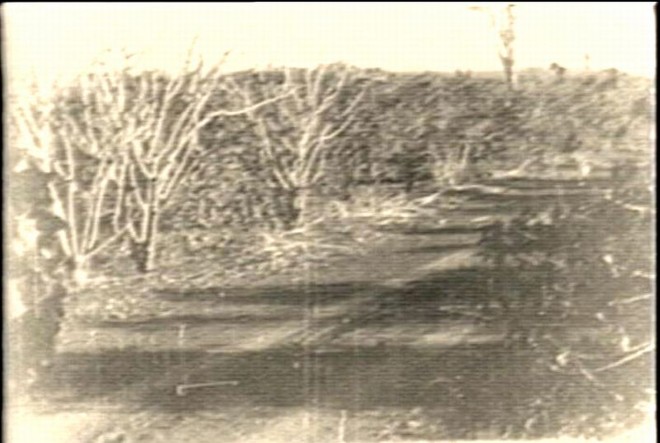 Imagem da Geada Negra em Londrina, em 1975 |