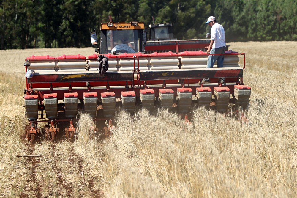 Estado devem ampliar em 9% o terreno plantado com o cereal no inverno. | Albari Rosa / Gazeta Do Povo
