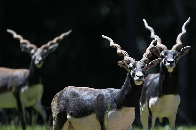 Elegância dos antílopes encanta visitantes | 