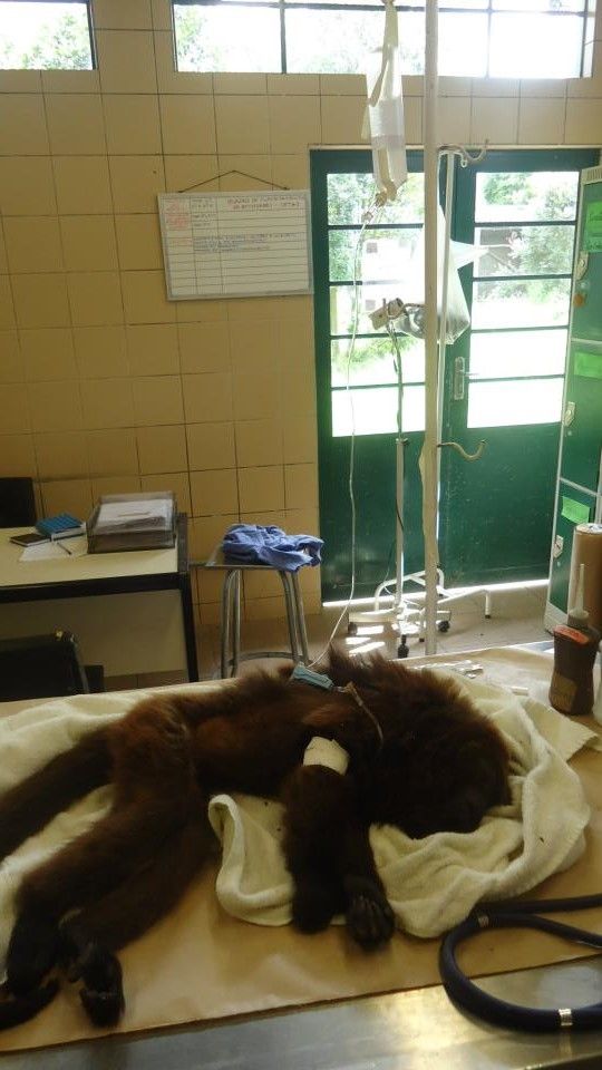 Animal foi sedado para receber atendimento no Centro de Triagem de Animais Silvestres | CETAS/PUC/IBAMA