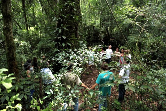Reserva Airumã, no bairro Santa Felicidade, foi transformada em Reserva Particular do Patrimônio Natural Municipal (RPPNM) |