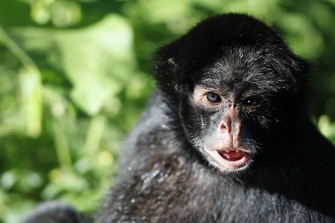 Macaco aranha em dois momentos: com o filhote nas costas e no toque com funcionária do zoo | 