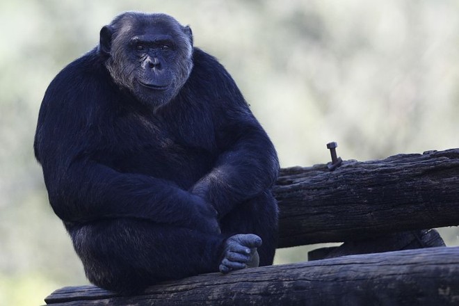 Chimpanzé faz pose sempre que sai para brincar: deleite para quem leva a máquina fotográfica | 