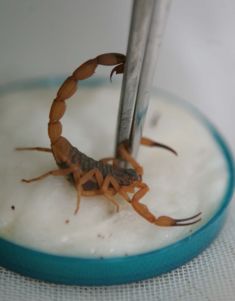 Treze aracnídeos foram encontrados no local | Ivonaldo Alexandre/Gazeta do Povo