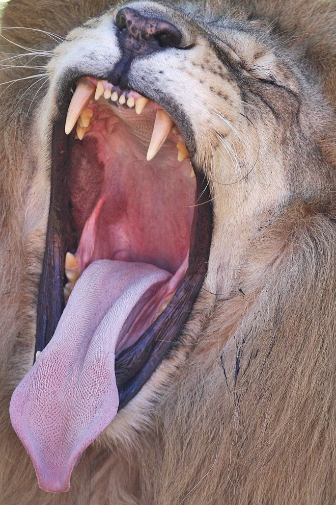 Mesmo com sono, o leão mostra porque é considerado o rei da selva | 