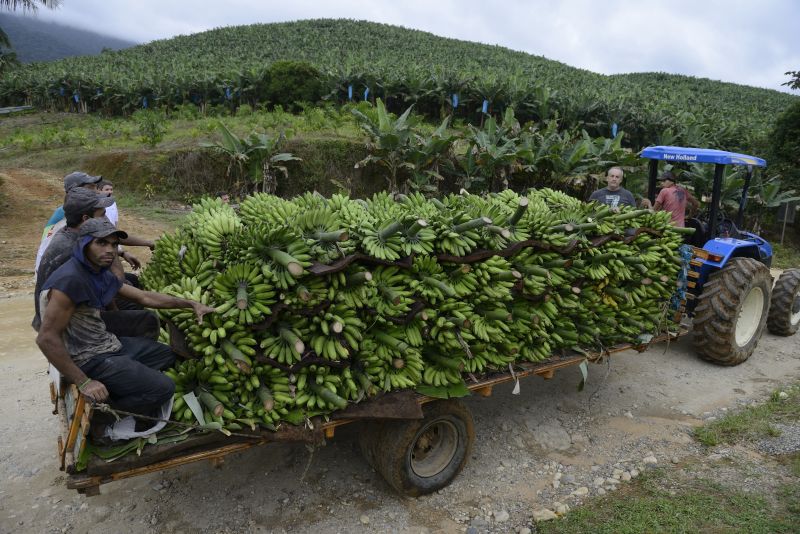 Adolar (no fundo, à direita) desistiu de tirar as bananas de sua propriedade, por causa do preço | Henry Milleo/ Gazeta do Povo