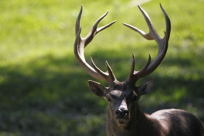 Elegância dos antílopes encanta visitantes | 
