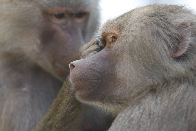 Atenções se voltaram à família de babuínos após a chegada de novos integrantes | 