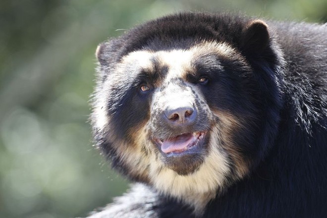 Urso de óculos está entre os queridinhos do zoo | 