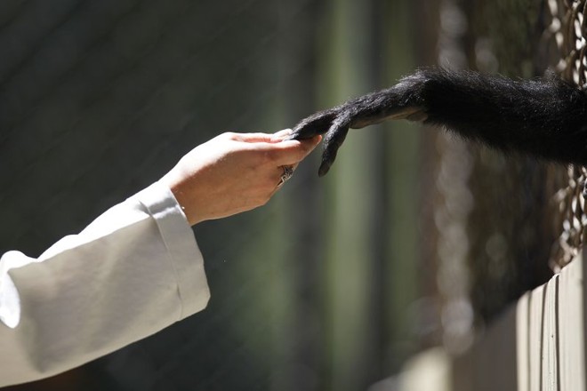 Macaco aranha em dois momentos: com o filhote nas costas e no toque com funcionária do zoo | 