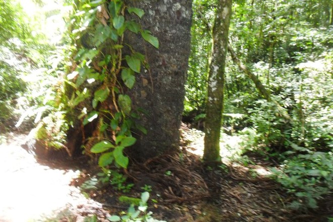 Reserva, no bairro Santa Felicidade, servirá à pesquisa e à educação ambiental |