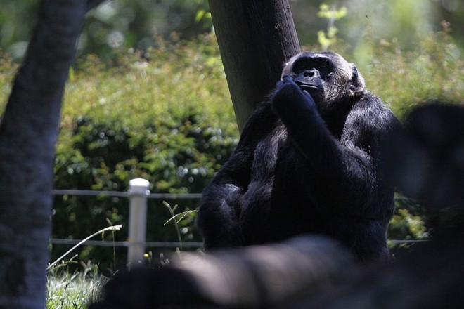 Chimpanzé faz pose sempre que sai para brincar: deleite para quem leva a máquina fotográfica | 