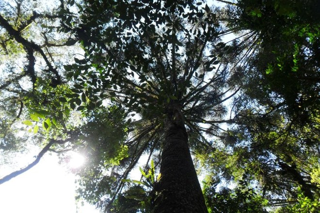 Espaço localiza-se na Avenida Fredolin Wolf, no bairro Santa Felicidade |