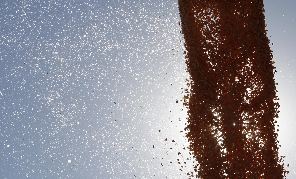 Após ampliação de área, Brasil colheu mais de 41 milhões de toneladas de milho neste inverno. O novo recorde tem pesado contra os preços internos. | Jonathan Campos / Gazeta Do Povo