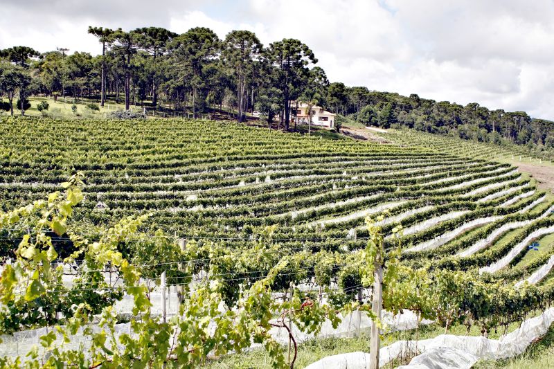 Uma área de quatro hectares, quase aos pés da Serra do Mar, em São José dos Pinhais, está sendo usada para o cultivo de sete variedades de uvas europeias | Henry Milleo/Gazeta do Povo