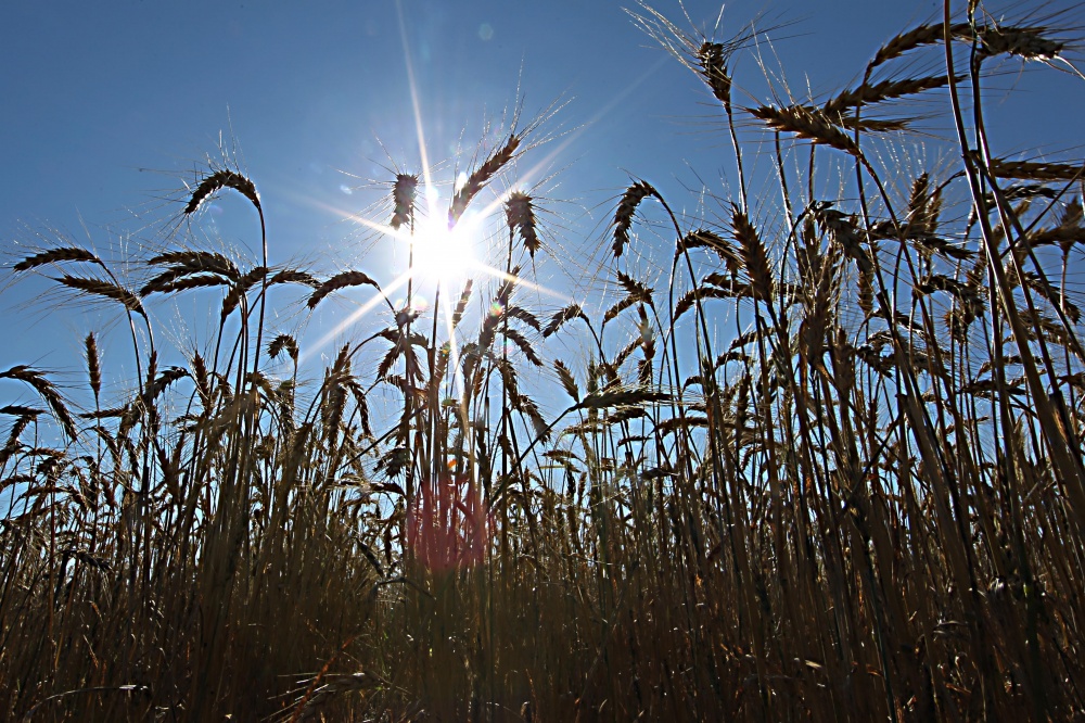 | Albari Rosa / Gazeta Do Povo