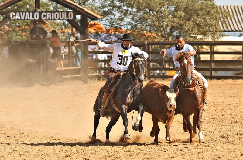 Prova de paleteada ocorrida durante o evento. Oito animais classificados partem para etapa nacional, em Esteio (RS) | Hugo Harada/Gazeta do Povo