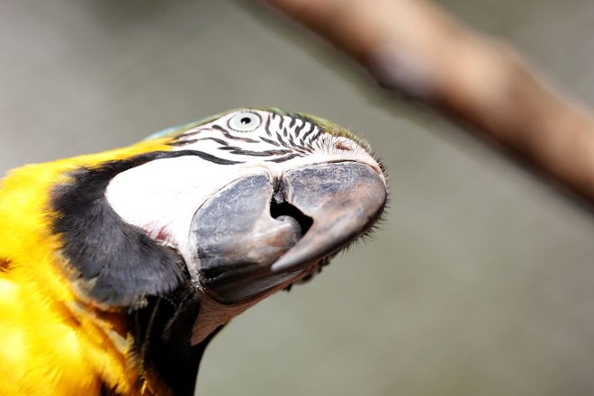 Entre as aves do zoo, araras são destaque | 