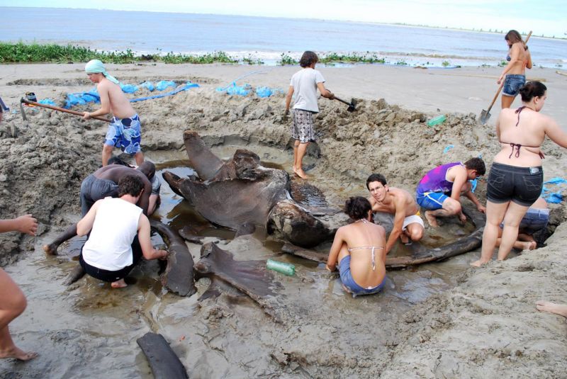 Fóssil foi encontrado no ano passado no litoral paulista | Divulgação/Unesp