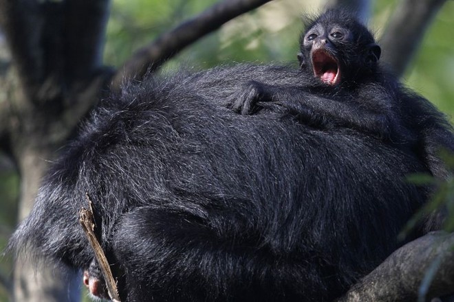Macaco aranha em dois momentos: com o filhote nas costas e no toque com funcionária do zoo | 