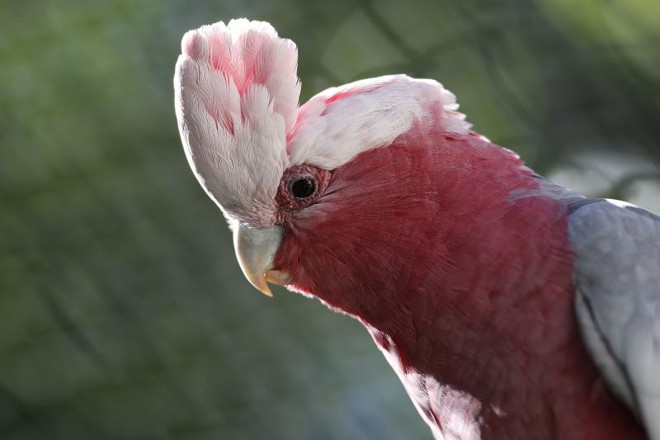 Zoo possui uma grande variedade de aves | 