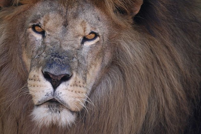 Mesmo com sono, o leão mostra porque é considerado o rei da selva | 