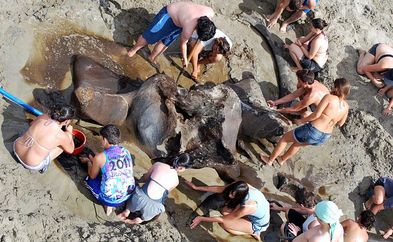 Fóssil de uma baleia azul foi encontrado na Praia do Leste, no município de Iguape, no litoral sul de São Paulo | Unesp/Agência Brasil/Divulgação