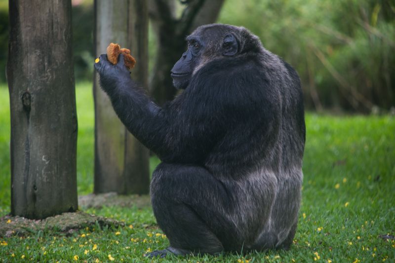 Chimpanzé Bob já provou o bolo de aniversário ontem | Mauricio Cheli/SMCS