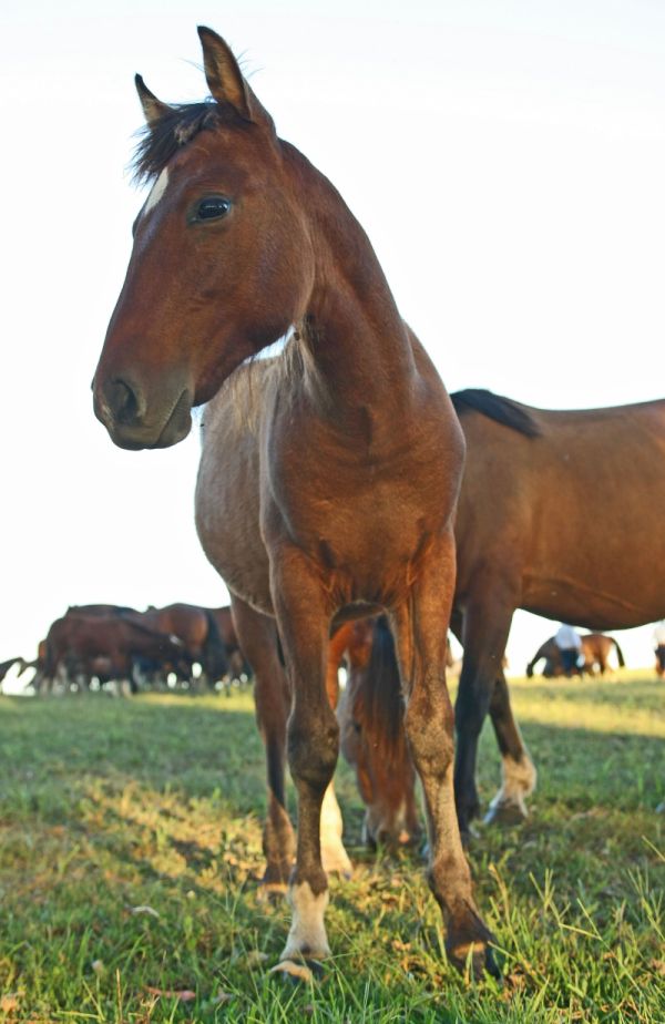| Hugo Harada/ Gazeta Do Povo