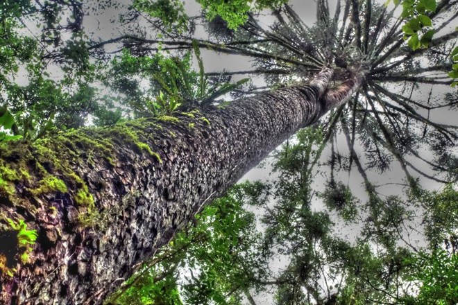 Dos 36 mil metros quadrados da propriedade, aproximadamente 30 mil são compostos por floresta de Araucária | Divulgação/Terezinha Vareschi/Apave