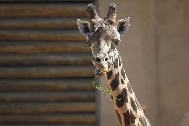 Com majestade de rainha, a girafa tem muitos admiradores | 