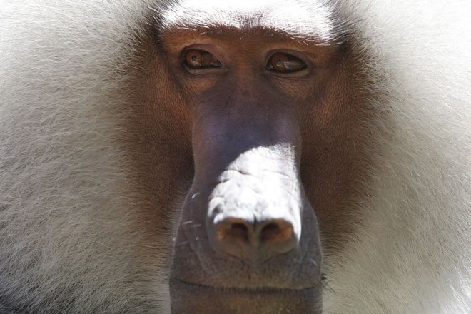 Atenções se voltaram à família de babuínos após a chegada de novos integrantes | 