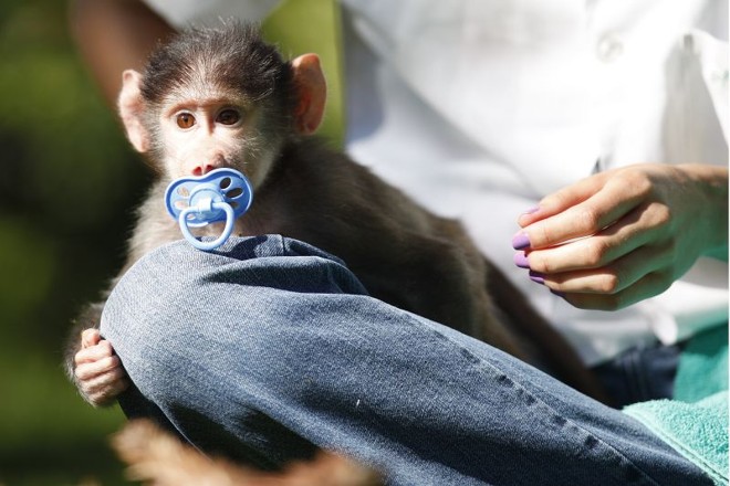Com a chupeta, filhote de babuíno ganha todos os olhares | 